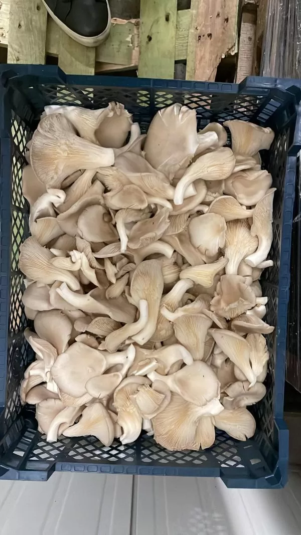 Østershatte 2 Kg. PL