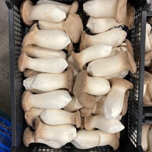 Svampe Kejserhatte 2 kg. CN