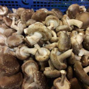 Svampe Shitake 1,5 kg. CN