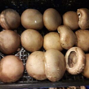 Svampe Porto Bello  1,5 Kg. hol.