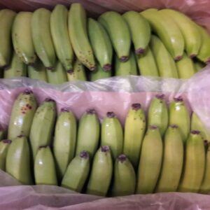 Bananer GRØNNE 18Kg. CO