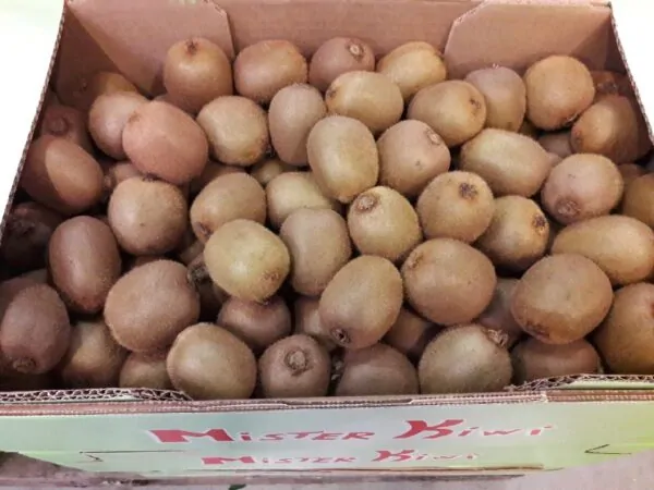 Kiwi frugter 10 Kg. GR
