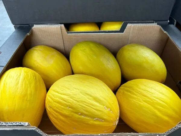 Melon Honning  7 Stk/10 Kg. CR